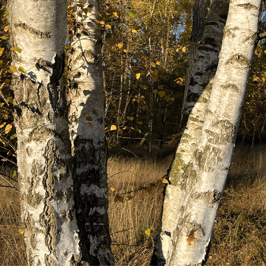 Systemisches PotentialentfaltungsCoaching für Einzelpersonen - Sandra Schlein, Münster
